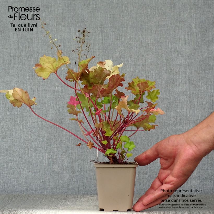 Ejemplar de Heuchera Lime Marmalade Maceta de 8/9 cm entregado en verano