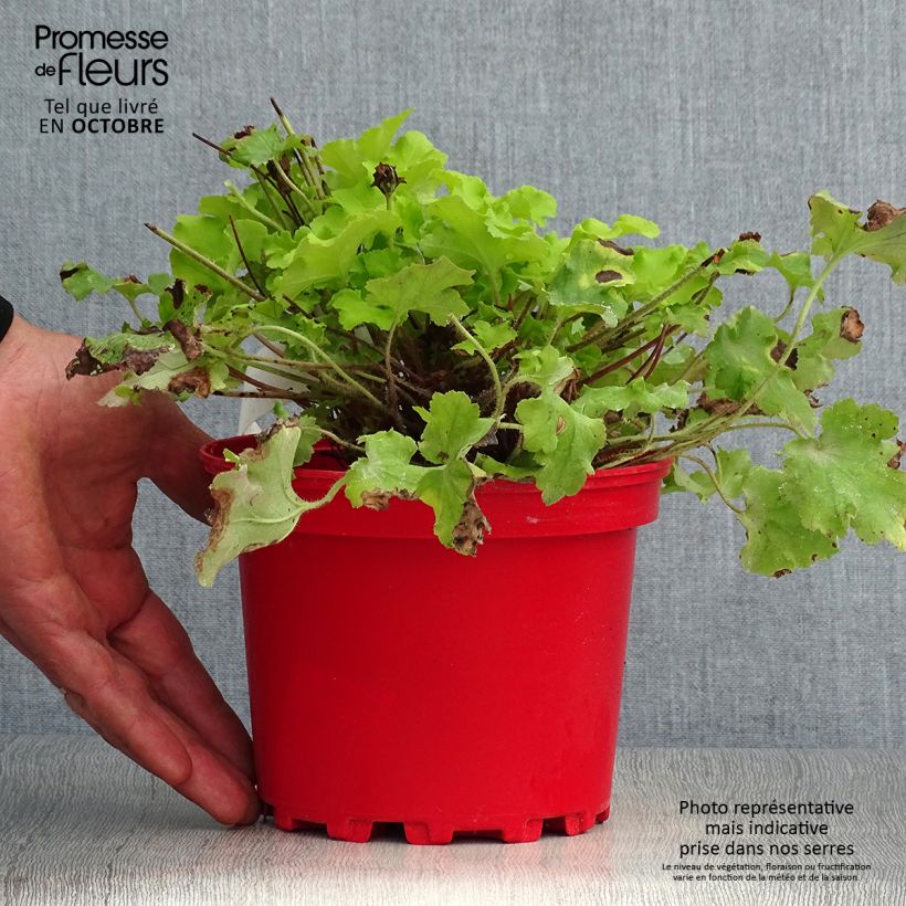 Ejemplar de Heuchera Lime Marmalade Maceta 2L/3L entregado en otoño