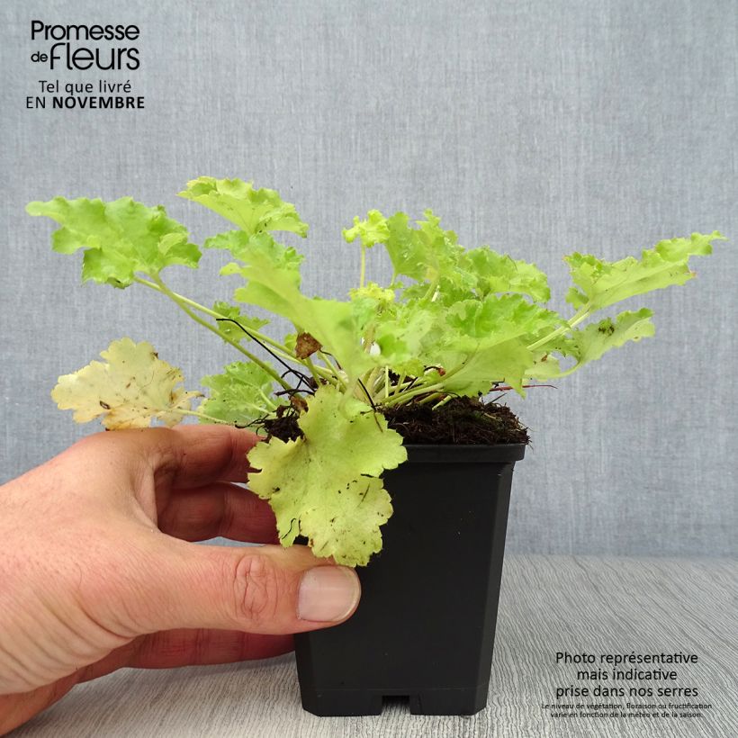 Ejemplar de Heuchera Lime Rickey Maceta de 8/9 cm entregado en otoño
