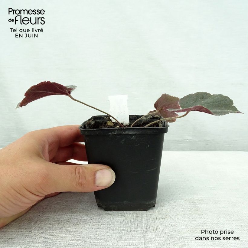 Ejemplar de Heuchera villosa Magnum Maceta de 8/9 cm entregado en verano
