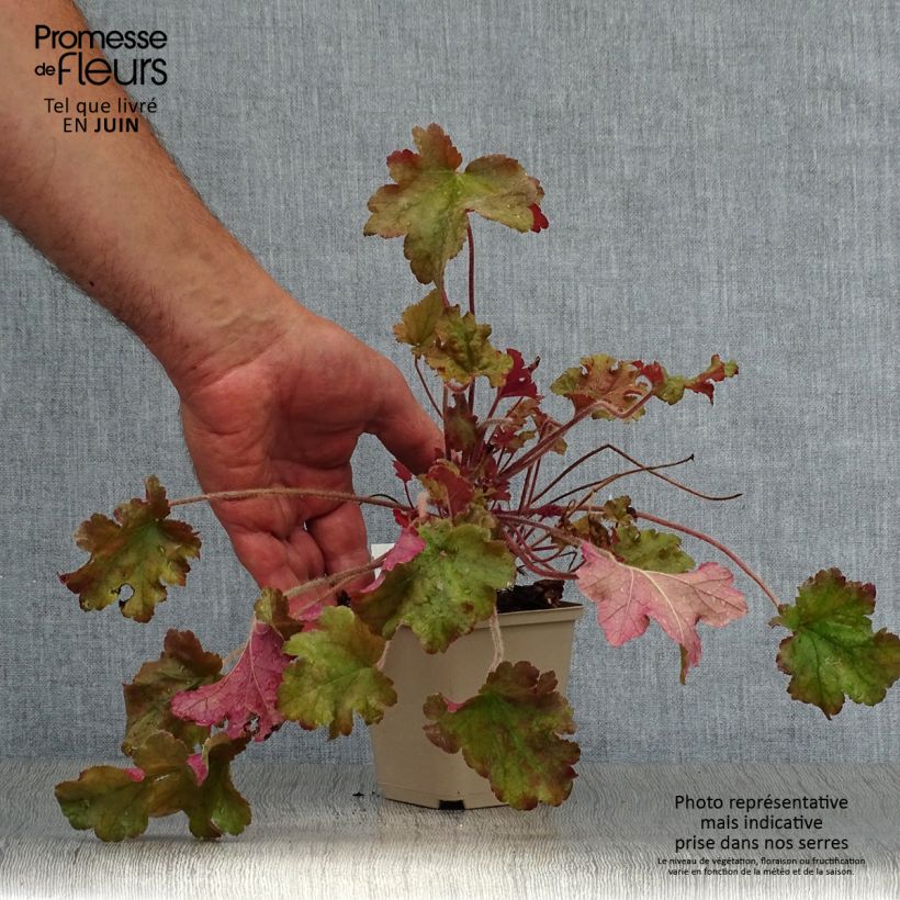 Ejemplar de Heuchera Marmelade Maceta de 8/9 cm entregado en verano