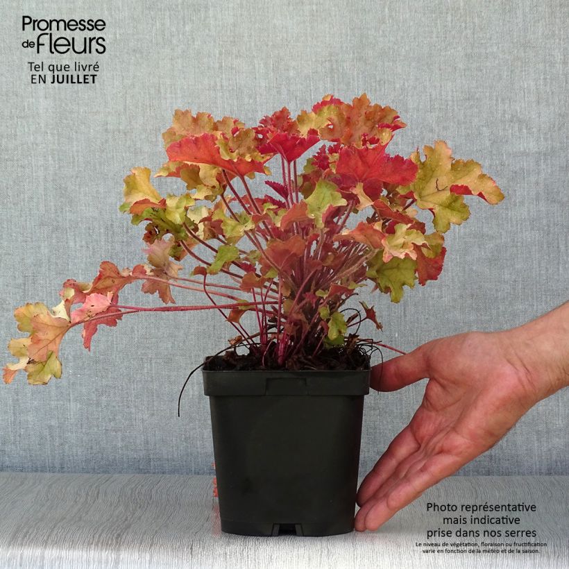Ejemplar de Heuchera Marmelade Maceta 2L/3L entregado en verano