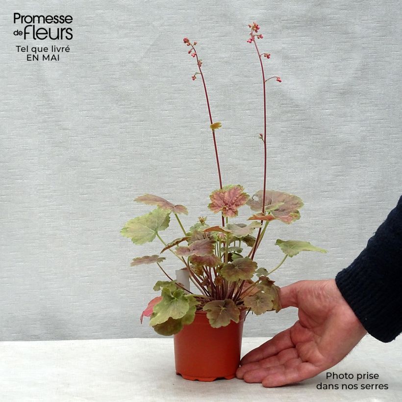 Heuchera Miracle Maceta de 8/9 cm Ejemplar entregado en la primavera