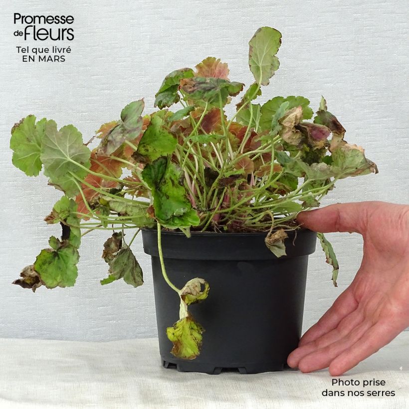 Heuchera Miracle Maceta 2L/3L Ejemplar entregado en la primavera