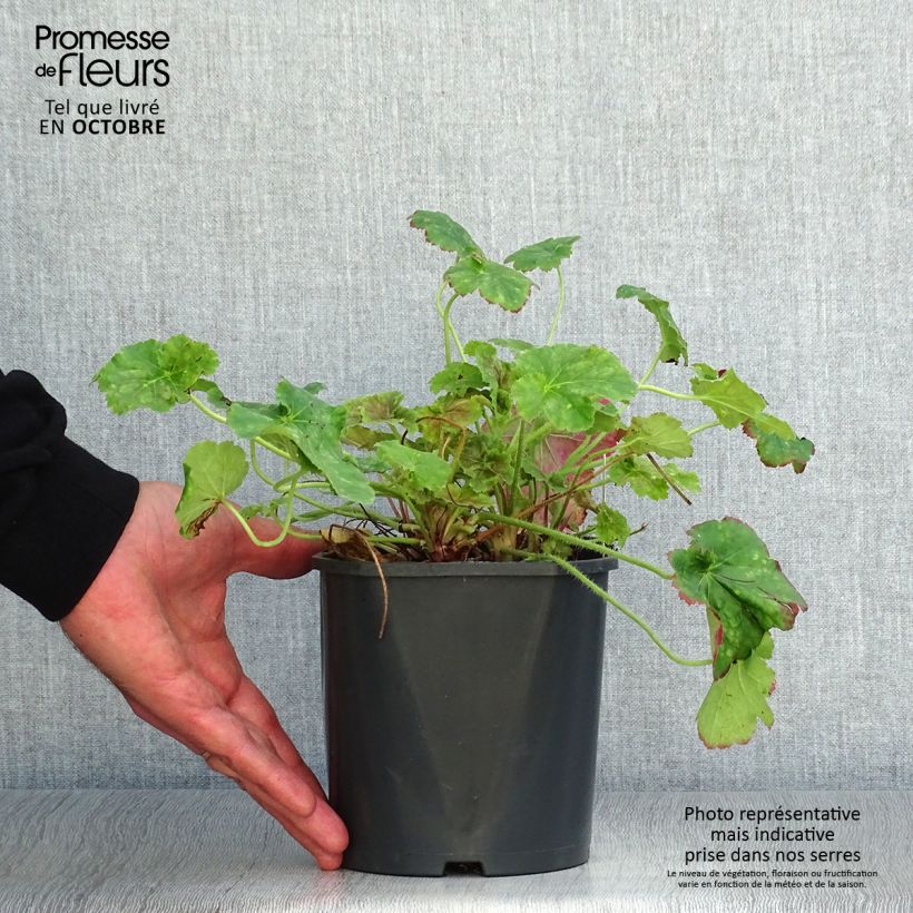 Ejemplar de Heuchera Miracle Maceta 2L/3L entregado en otoño