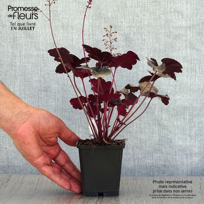 Ejemplar de Heuchera Obsisian Maceta de 8/9 cm entregado en verano