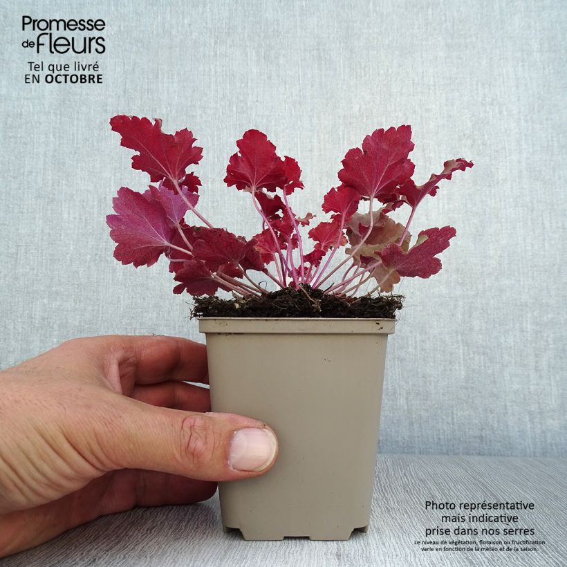 Ejemplar de Heuchera Peach Crisp Maceta de 8/9 cm entregado en otoño