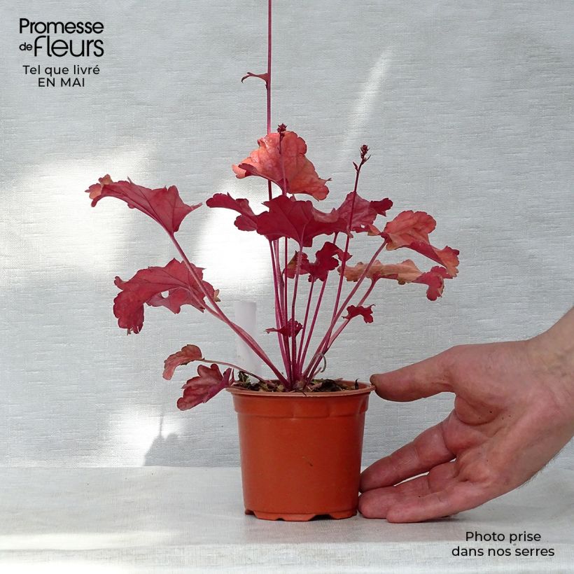 Heuchera Peach flambé Maceta de 8/9 cm Ejemplar entregado en la primavera