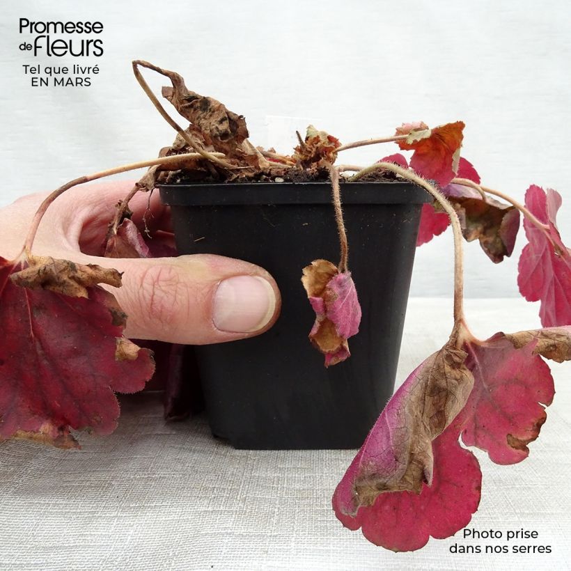 Heuchera Pink Pearls Maceta de 8/9 cm Ejemplar entregado en la primavera