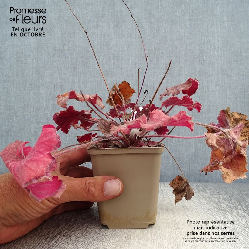 Ejemplar de Heuchera Pinot Noir Maceta de 8/9 cm entregado en otoño