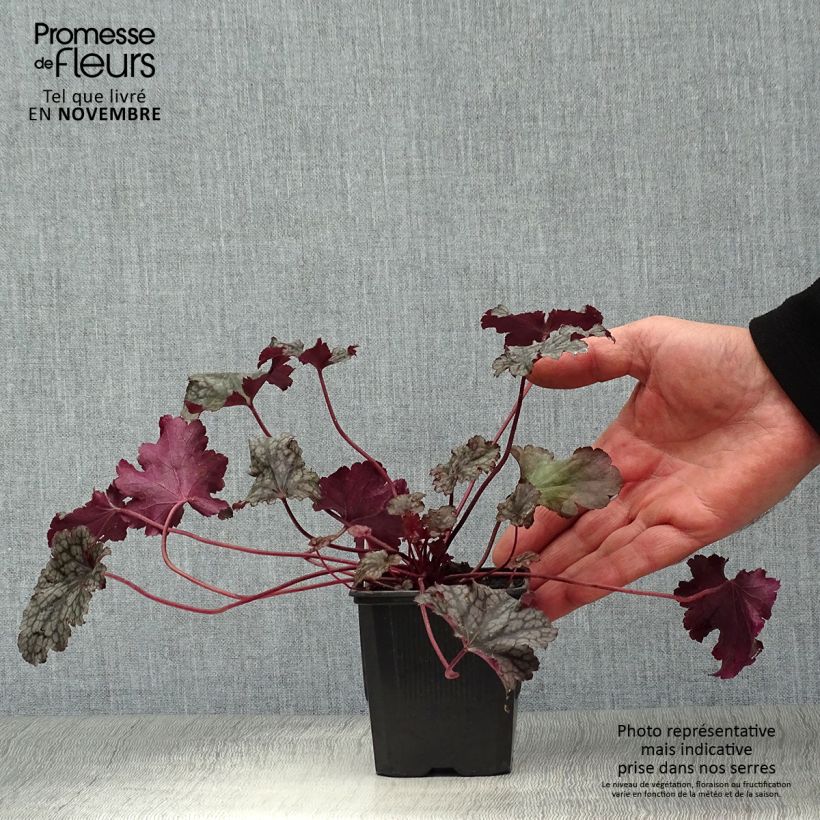 Ejemplar de Heuchera Plum Pudding Maceta de 8/9 cm entregado en otoño