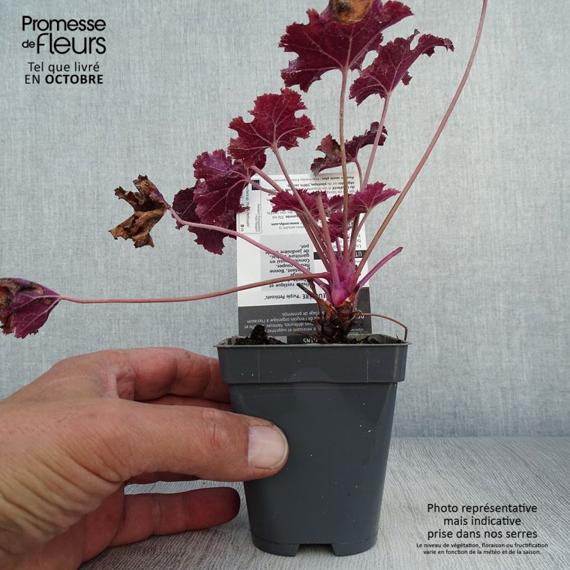 Ejemplar de Heuchera Purple Petticoats Maceta de 8/9 cm entregado en otoño