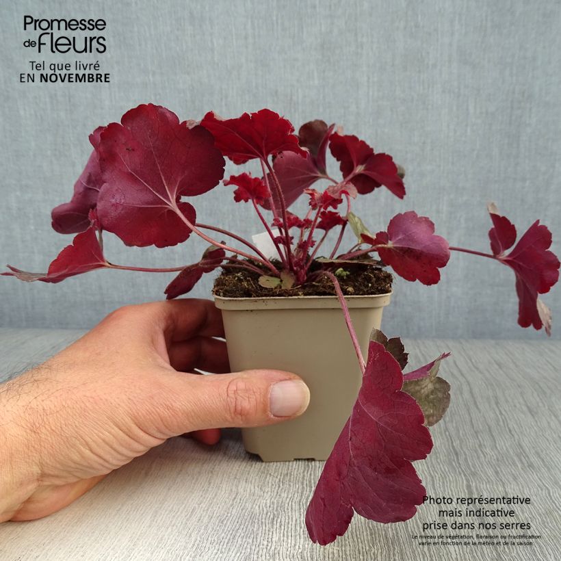 Ejemplar de Heuchera Root Beer Maceta de 8/9 cm entregado en otoño