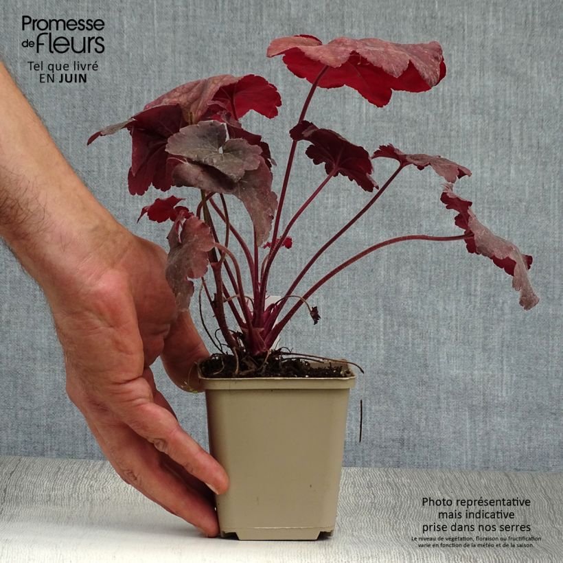 Ejemplar de Heuchera Root Beer Maceta de 8/9 cm entregado en verano