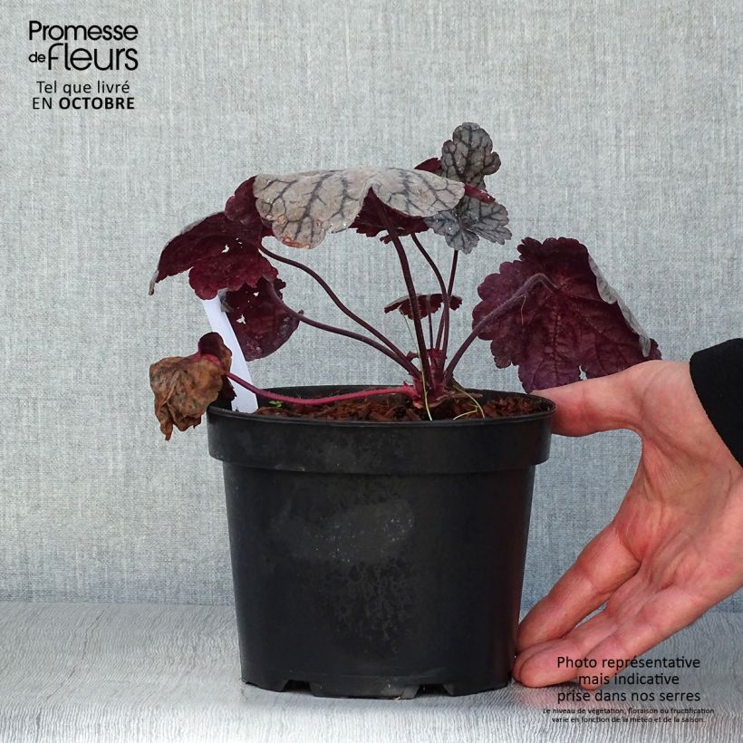 Ejemplar de Heuchera Sugar Plum Maceta 2L/3L entregado en otoño