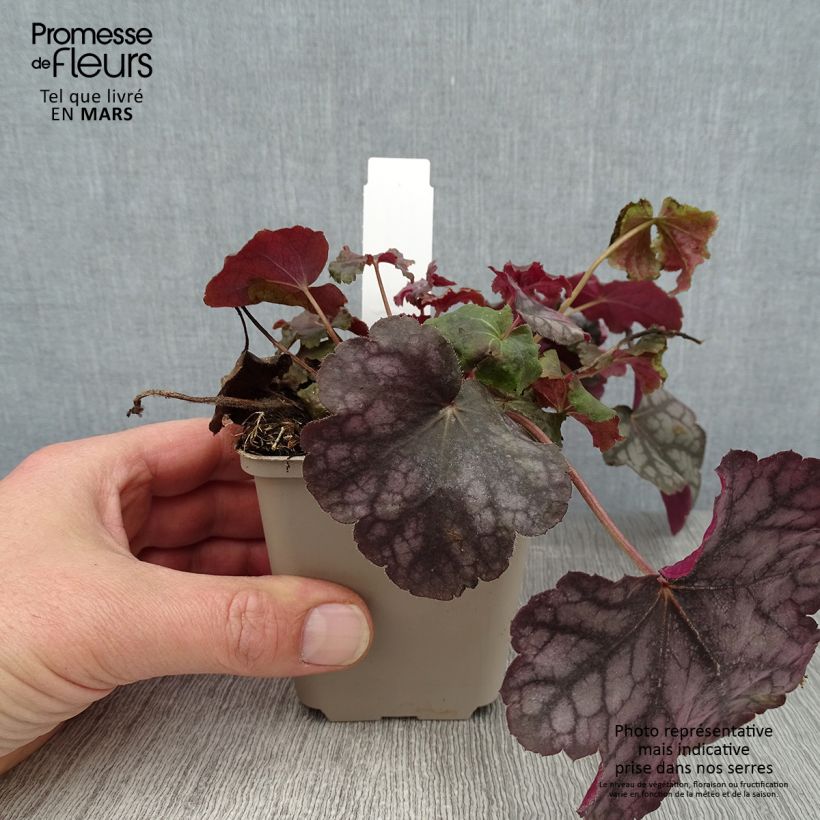 Heuchera Velvet Night Maceta de 8/9 cm Ejemplar entregado en invierno