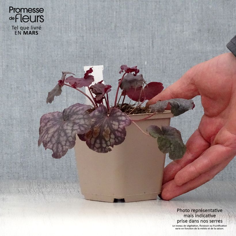 Heuchera Velvet Night Maceta de 8/9 cm Ejemplar entregado en la primavera