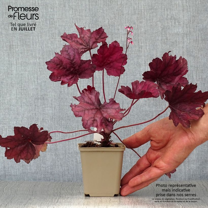 Ejemplar de Heuchera Wild Rose Maceta de 8/9 cm entregado en verano