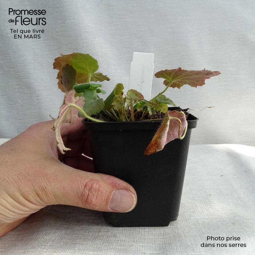 Heuchera villosa var macrorrhiza Maceta de 8/9 cm Ejemplar entregado en la primavera