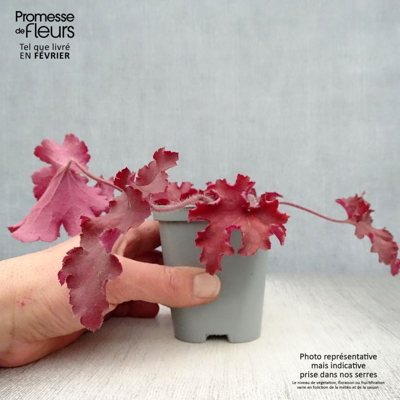 Heuchera Indian Summer Cranberry Maceta de 8/9 cm Ejemplar entregado en invierno