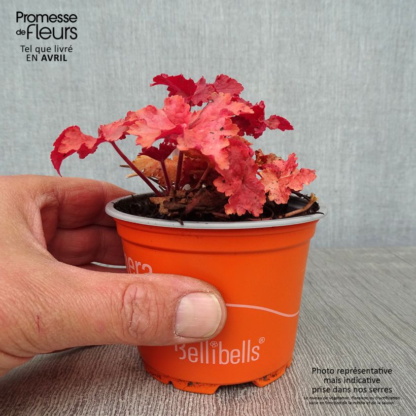 Heuchera Indian Summer Cranberry Maceta de 8/9 cm Ejemplar entregado en la primavera