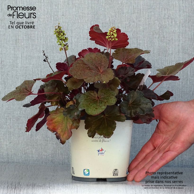 Ejemplar de Heuchera Little Cutie Blondie Maceta 2L/3L entregado en otoño