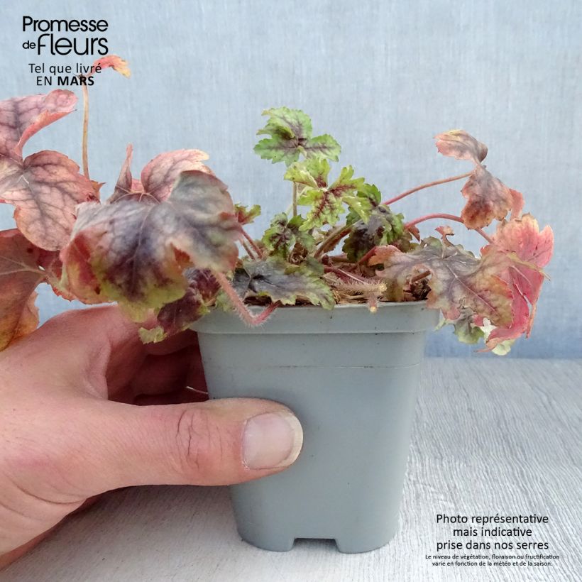 Heuchera Van Gogh Maceta de 8/9 cm Ejemplar entregado en la primavera