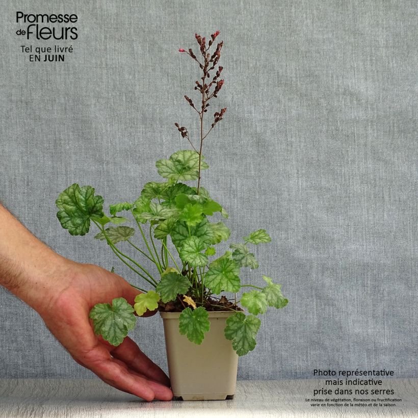Ejemplar de Heuchera Paris Maceta de 8/9 cm entregado en verano