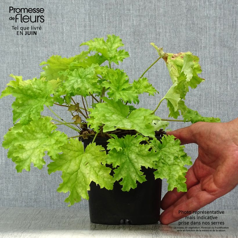 Ejemplar de Heuchera Pear Crisp Maceta 1,5L/2L entregado en verano
