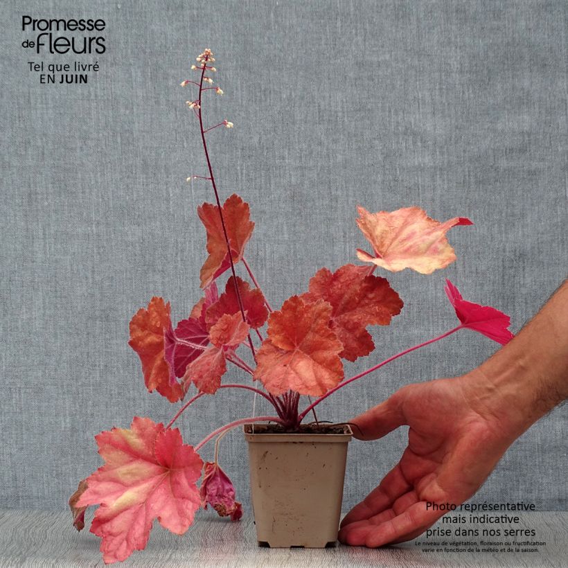 Ejemplar de Heuchera Southern Comfort Maceta de 8/9 cm entregado en verano
