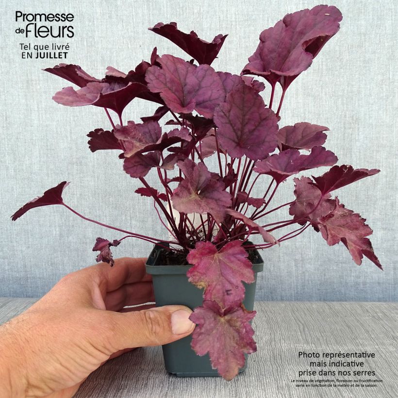 Ejemplar de Heuchera Dolce Wildberry Maceta de 8/9 cm entregado en verano