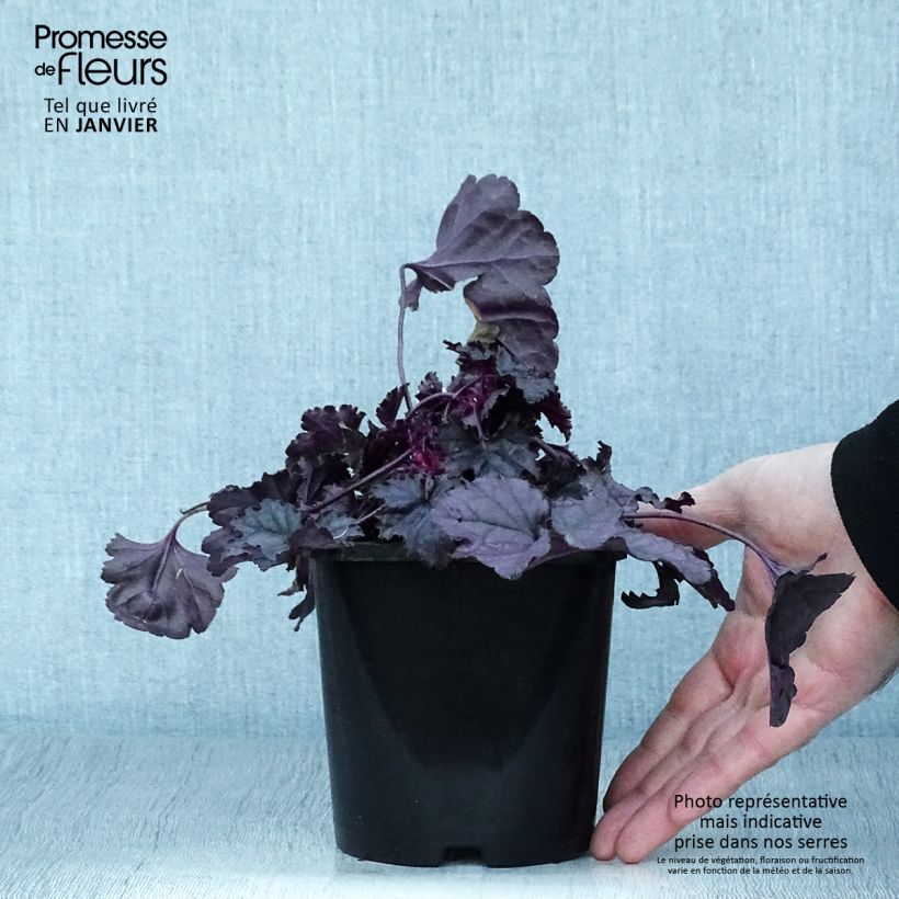 Heuchera Dolce Wildberry Maceta 1,5L/2L Ejemplar entregado en invierno