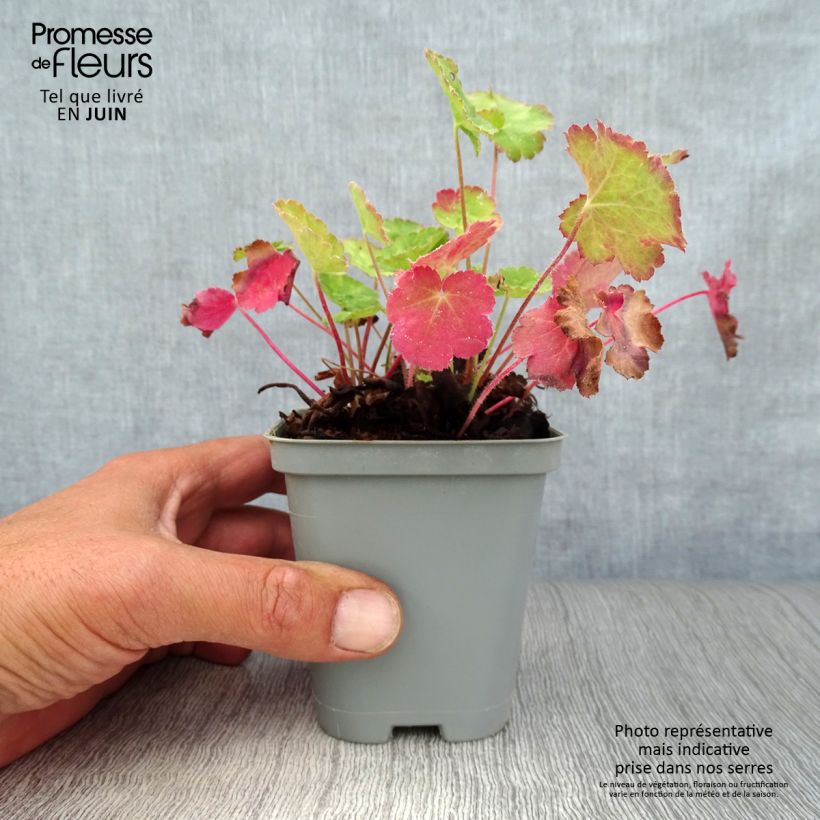Ejemplar de Heuchera sanguinea Leuchtkäfer Maceta de 8/9 cm entregado en verano