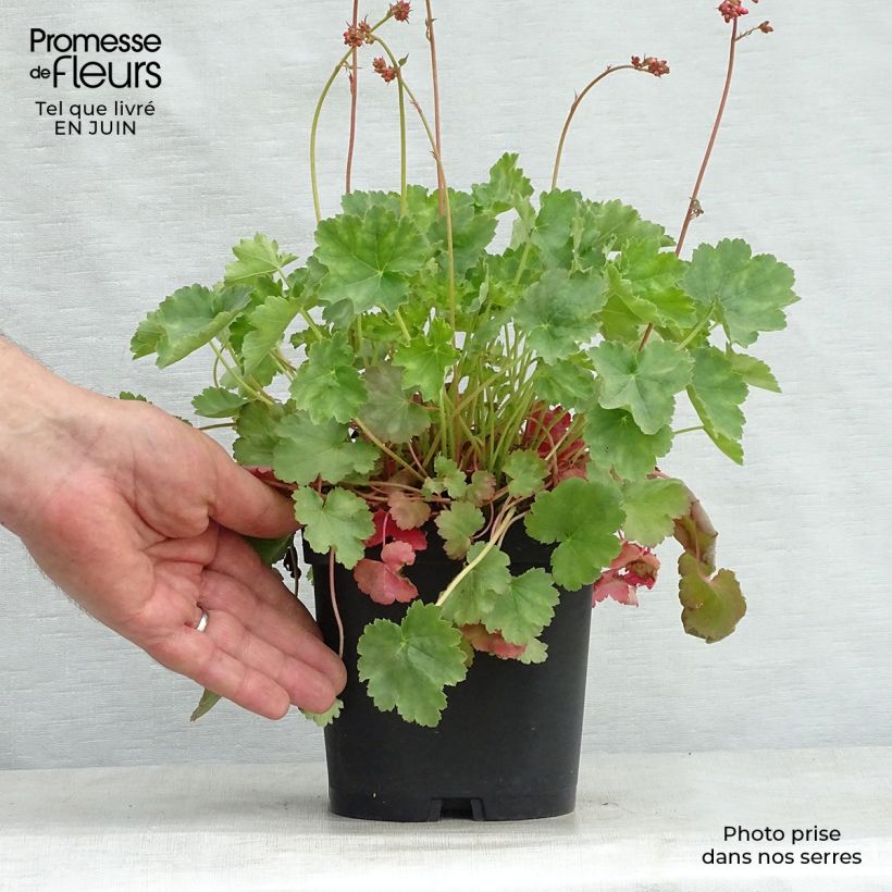 Ejemplar de Heuchera sanguinea Leuchtkäfer Maceta 2L/3L entregado en verano