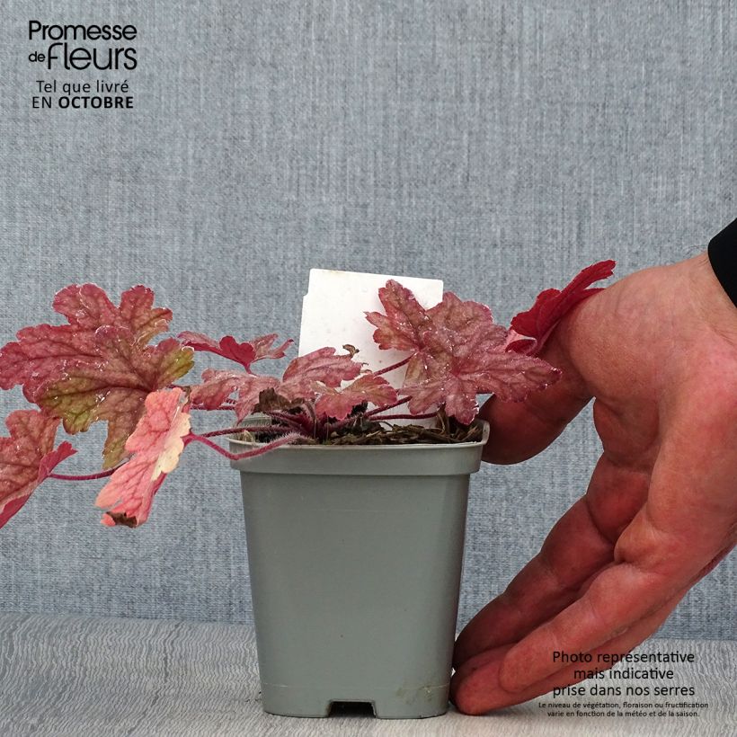 Ejemplar de Heucherella Alabama sunrise Maceta de 8/9 cm entregado en otoño