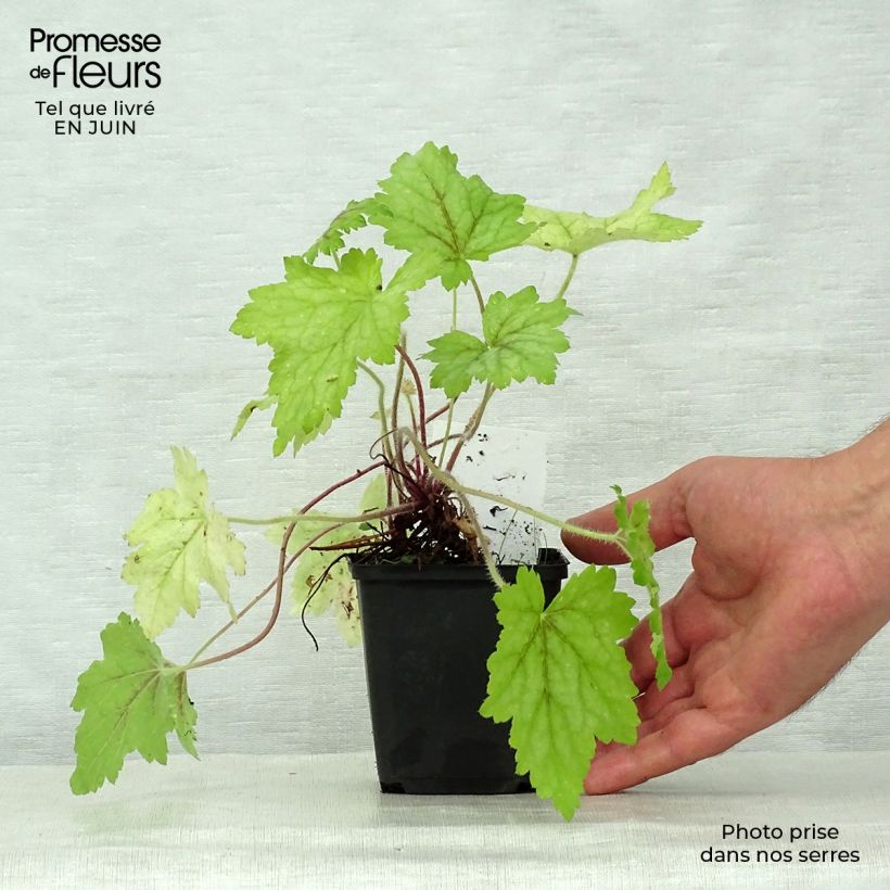 Ejemplar de Heucherella Alabama sunrise Godet de 9cm entregado en verano