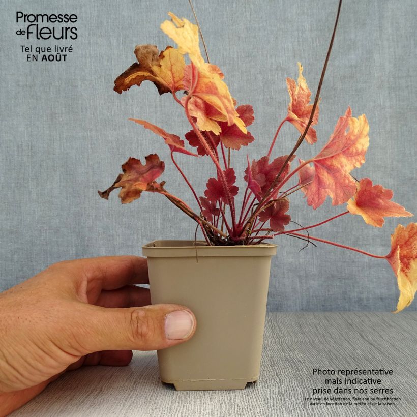 Ejemplar de Heucherella Brass Lantern® Godet de 9cm entregado en verano