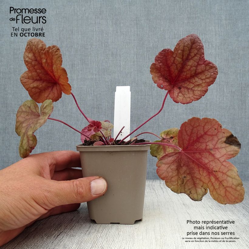 Ejemplar de Heucherella Buttered Rum Maceta de 8/9 cm entregado en otoño