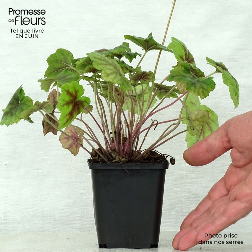 Ejemplar de Heucherella Citrus shock  Godet de 9cm entregado en verano
