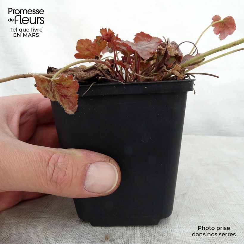 Heucherella Copper Cascade Godet de 9cm Ejemplar entregado en la primavera