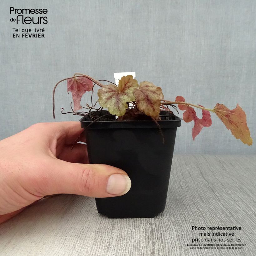 Heucherella Copper Cascade Maceta de 8/9 cm Ejemplar entregado en invierno