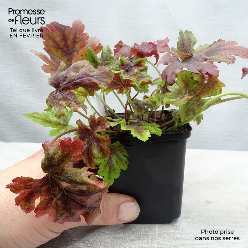 Heucherella Golden Zebra Maceta de 8/9 cm Ejemplar entregado en invierno