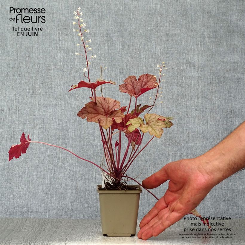 Ejemplar de Heucherella Honey Rose en godet de 9 cm entregado en verano
