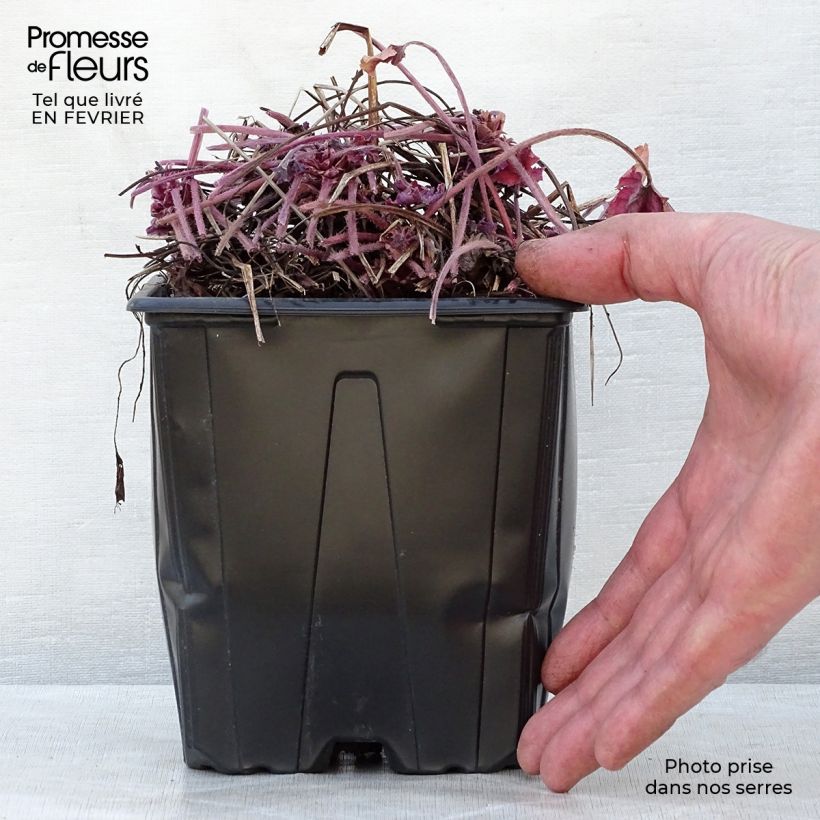Heucherella Honey Rose Maceta 2L/3L Ejemplar entregado en invierno