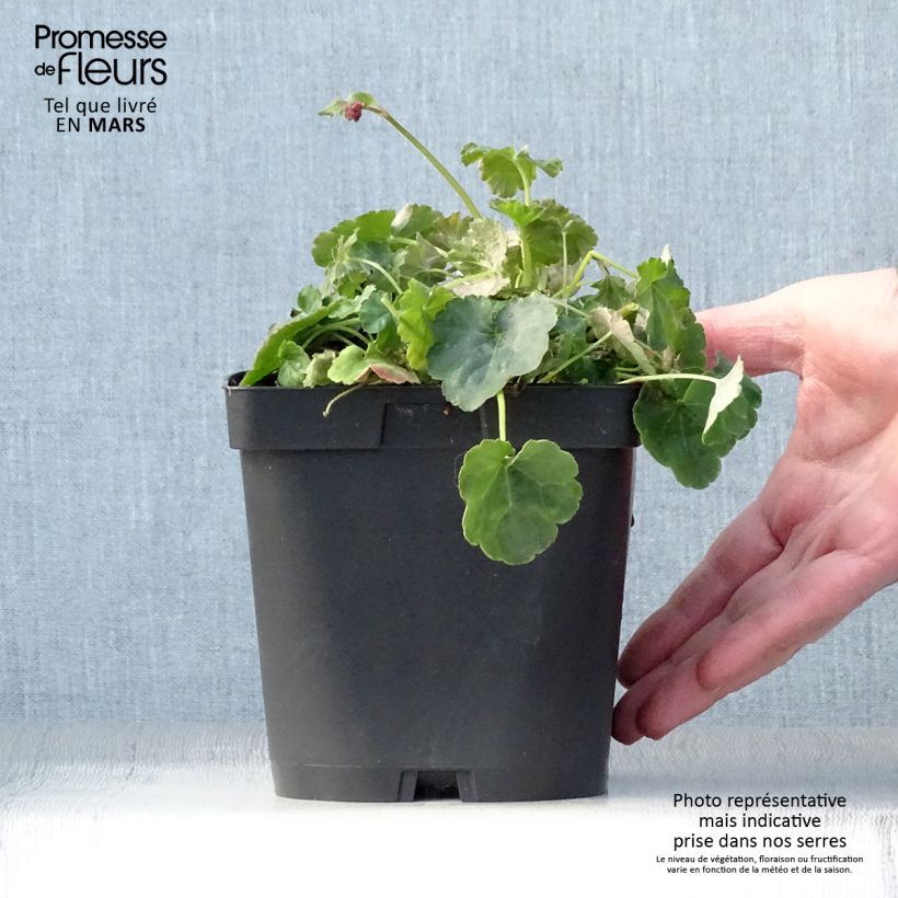 Heucherella Honey Rose en pot de 2/3 litres Ejemplar entregado en la primavera
