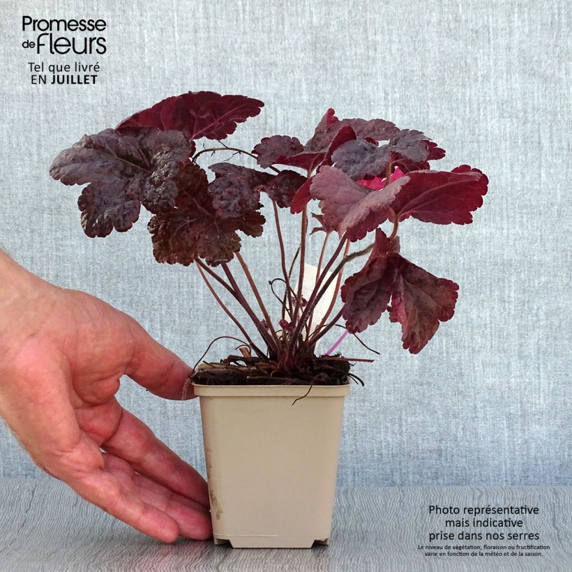 Ejemplar de Heucherella Onyx Godet de 9cm entregado en verano