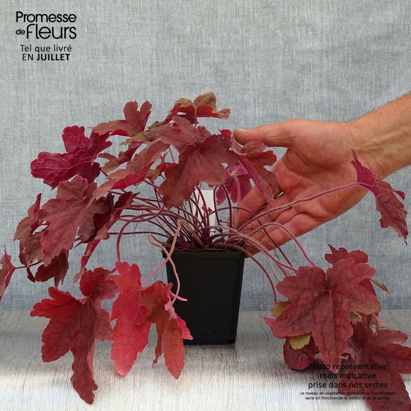 Ejemplar de Heucherella Red Rover Godet de 9cm entregado en verano