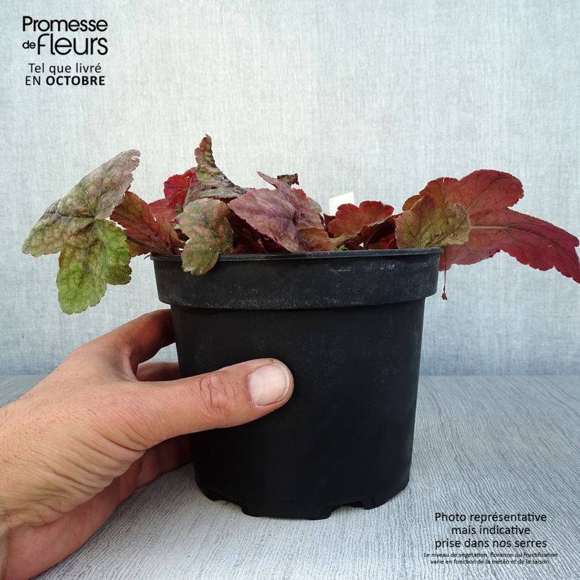 Ejemplar de Heucherella Redstone Falls Maceta 2L/3L entregado en otoño