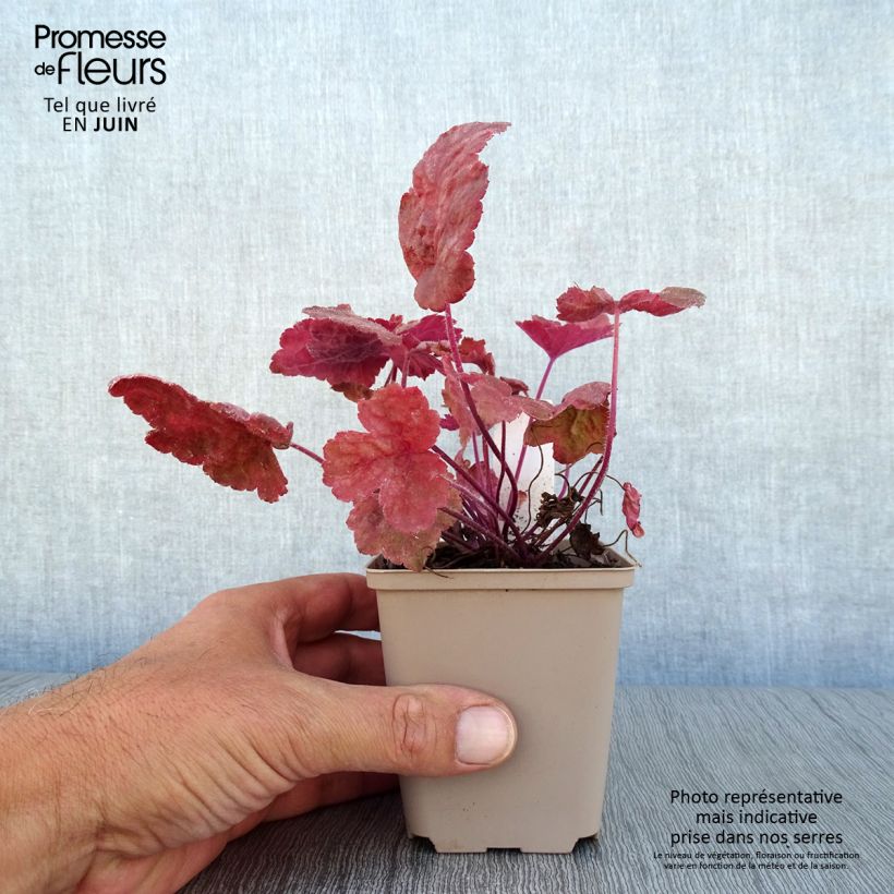 Ejemplar de Heucherella Redstone Falls en godet de 9 cm entregado en verano