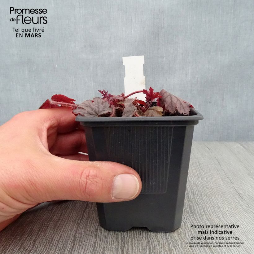 Heucherella Silver Streak Godet de 8/9 cm Ejemplar entregado en la primavera